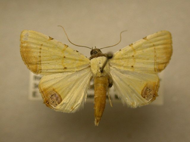 File:Eulepidotis micca.jpg