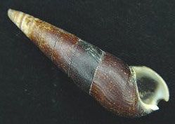 File:Faunus ater shell.jpg