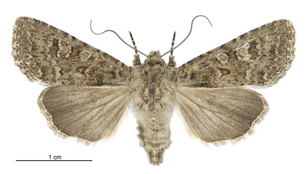 File:Graphania omicron female.jpg