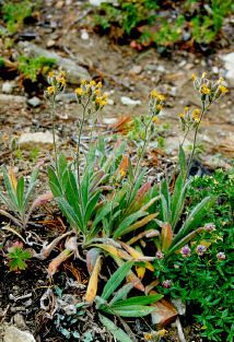 File:Hieracium albertinum.jpg