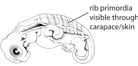 File:I1. Rib primordial visible (V09a).png