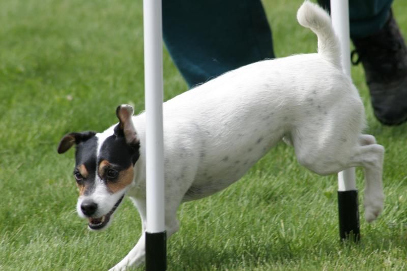 File:Jack Russel Terrier, 2005.jpg