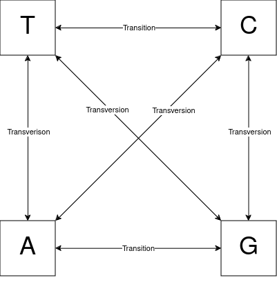 File:Kimura two parameter substitution model.png