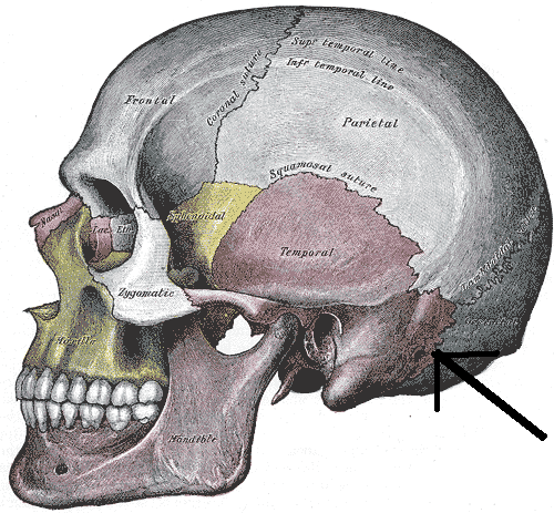 File:Occipitomastoideus.PNG