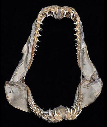 File:Odontaspis ferox jaws.jpg