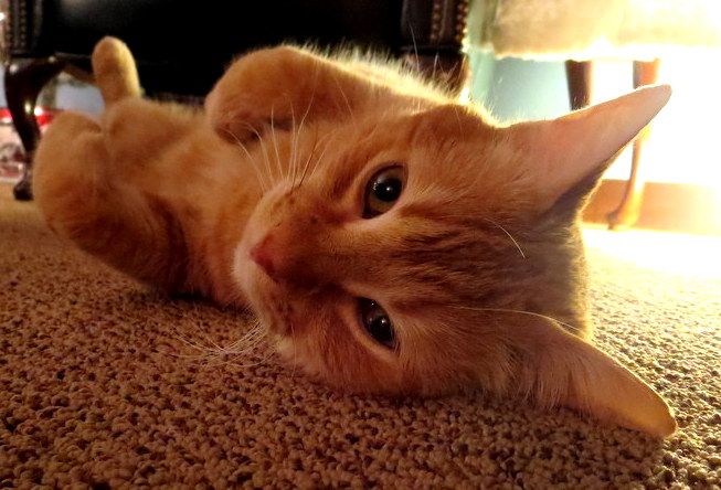 File:Orange Tabby Cat Relaxing on Carpet.JPG