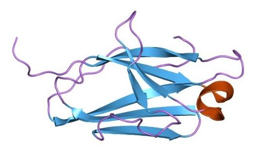 File:PDB 2rhe EBI.jpg