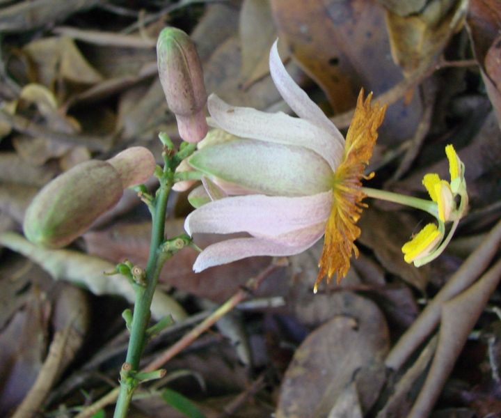 File:Passiflora cerradensis.jpg