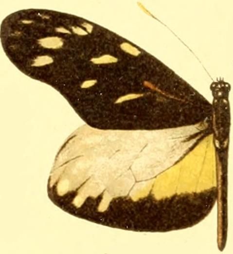 File:Patia cordillera male.JPG