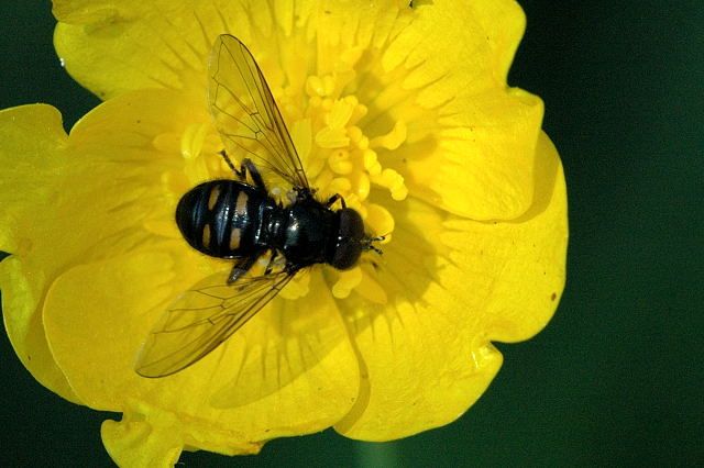 File:Pipiza.quadrimaculata.jpg