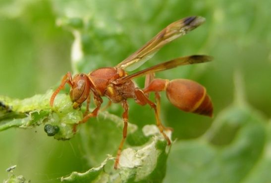 File:Ropalidia marginata.jpg