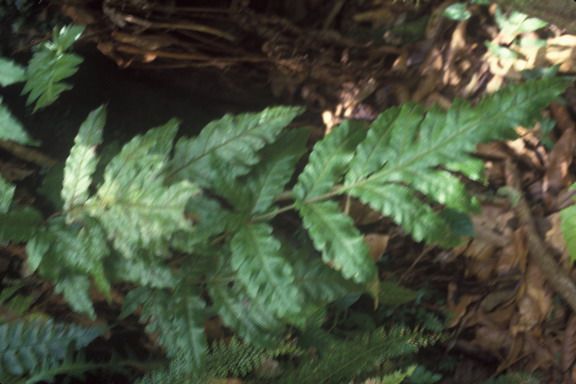 File:Thelypteris yaucoensis.jpg