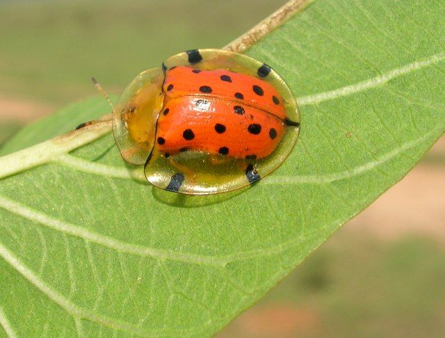 File:Tortoise beetle hess.jpg