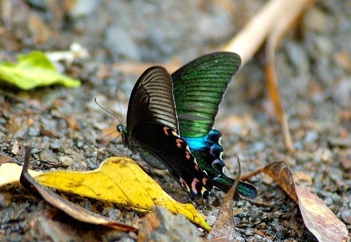 File:Unid peacock 1.jpg