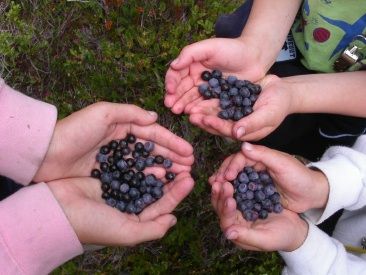 File:Vaccinium deliciosum.jpg