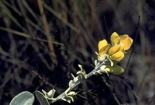 File:Baptisia arachnifera 3.jpg