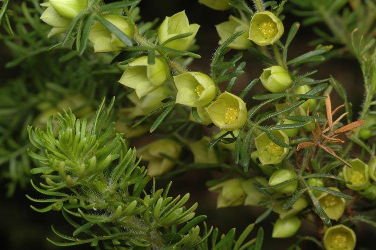 File:Boronia tetrandra.jpg