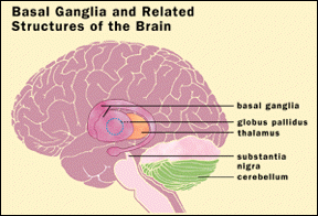 File:Brain structure.png