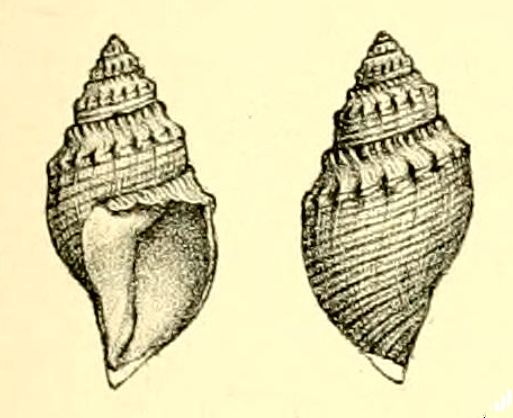 File:Buccinaria hoheneggeri 001.jpg