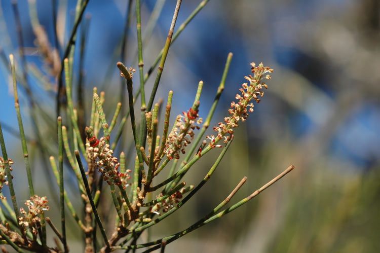 File:Casuarina cristata male flowers.jpg