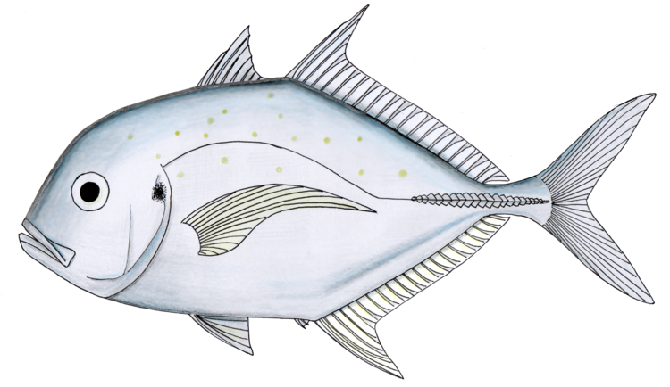 File:Coastal trevally.png