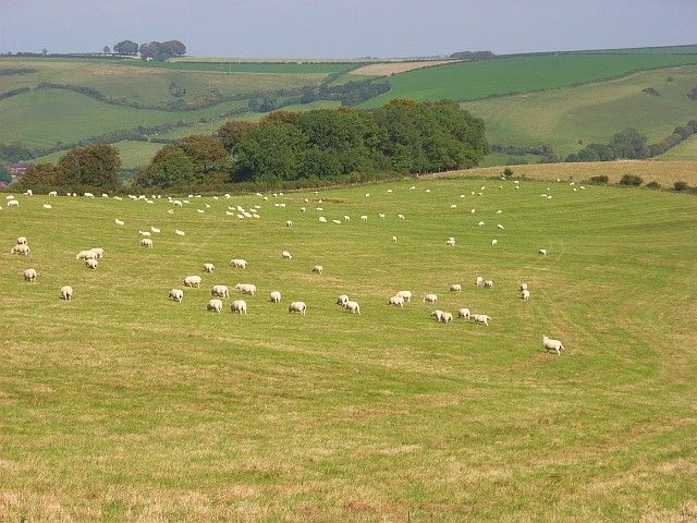 File:Combe Hill - geograph.org.uk - 551735.jpg