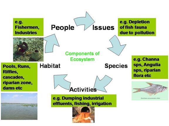 File:Ecosystem Componants.jpg