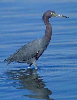 File:Egretta caerulea.jpg