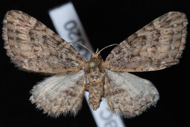 File:Eupithecia longipalpata.JPG