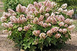 File:Hydrangea cultivar, Munchkin.jpg