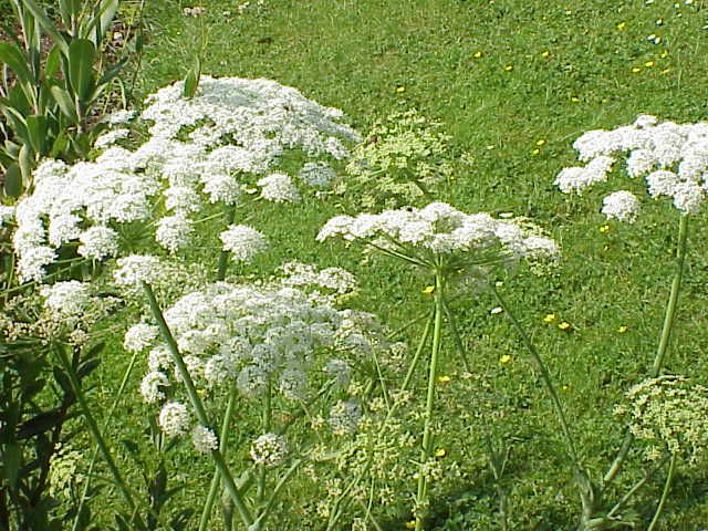 File:Laserpitium latifolium3.jpg