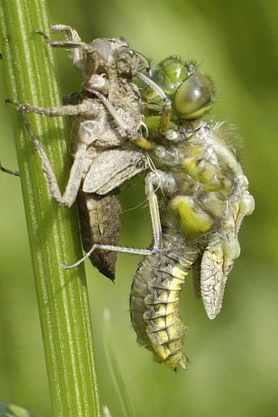 File:Libellula.depressa.emerging.adult.3.jpg