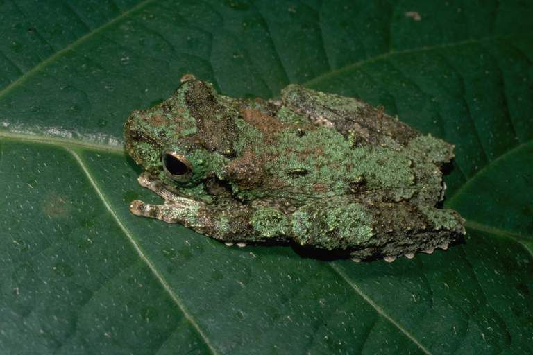 File:Litoria genimaculata02.jpg