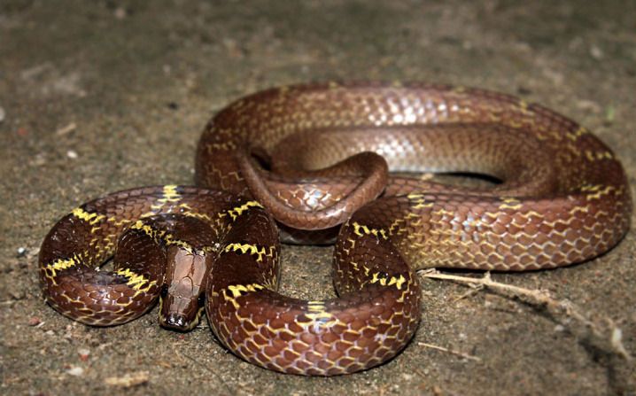 File:Lycodon aulicus (Common Wolf Snake ).jpg