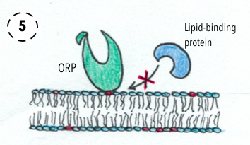 File:OSBP-ORPs Function 5.png