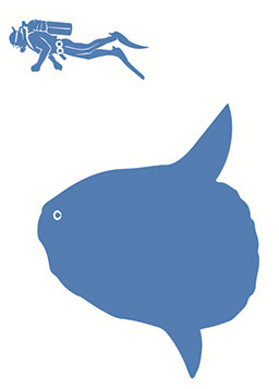 File:Ocean sunfish size.png