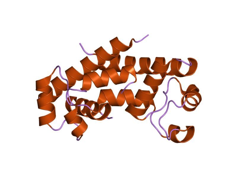 File:PDB 1g8q EBI.jpg