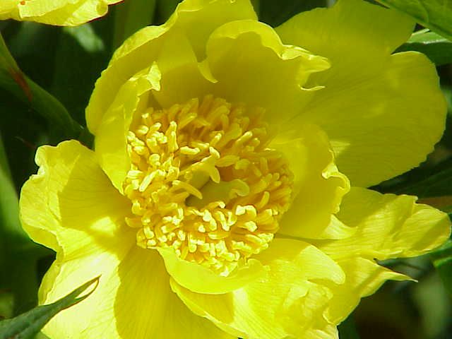 File:Paeonia lutea0.jpg