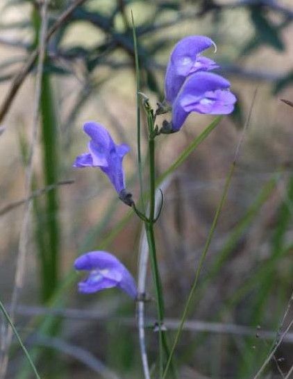 File:Scutellaria floridana.jpg