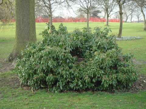 File:Selly Oak Stump.jpg