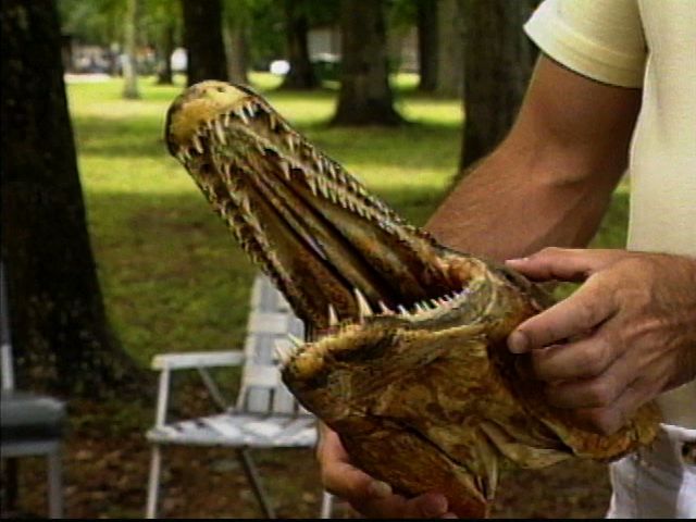 File:Showing dual rows of teeth.jpeg