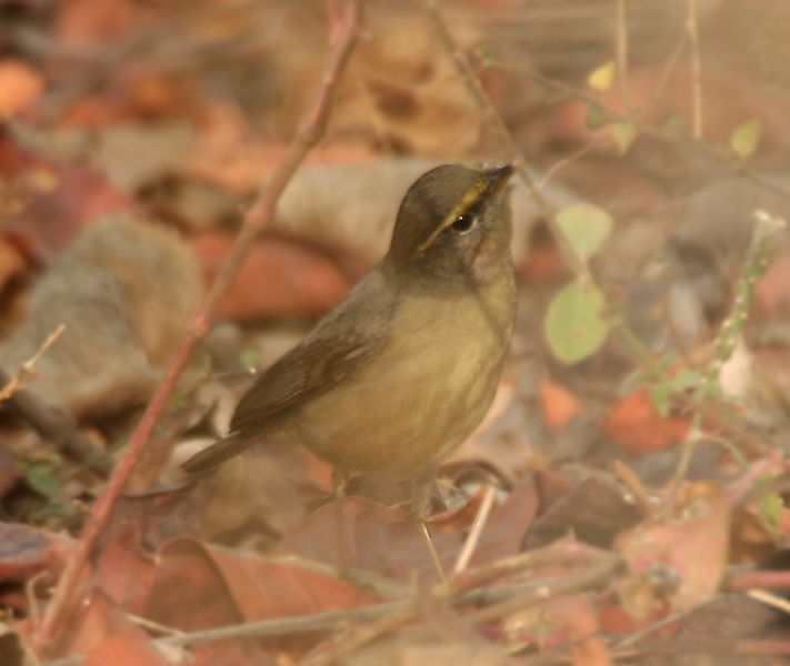 File:Sulpher-bellied Warbler (Phylloscopus griseolus) W IMG 4560.jpg