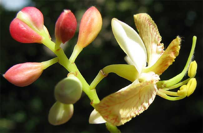 File:Tamarindus indica-flowers.jpg