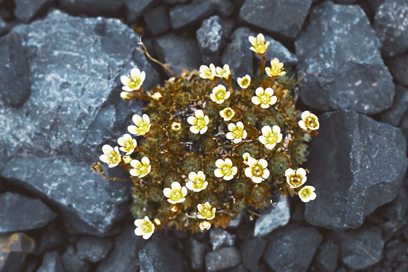 File:Tuftedsaxifrage1-1.jpg