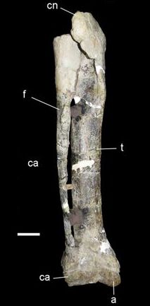 File:Xenotarsosaurus lower leg.jpg