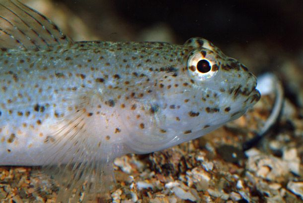 File:2 - Gobius bucchichi DSCF0003.jpg