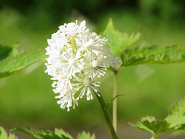 File:Actaea erythrocarpa0.jpg