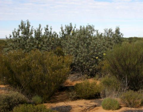 File:Banksia rosserae habit.jpg