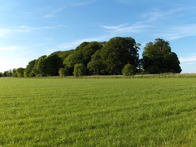 File:Barrow Clump - geograph.org.uk - 453593.jpg