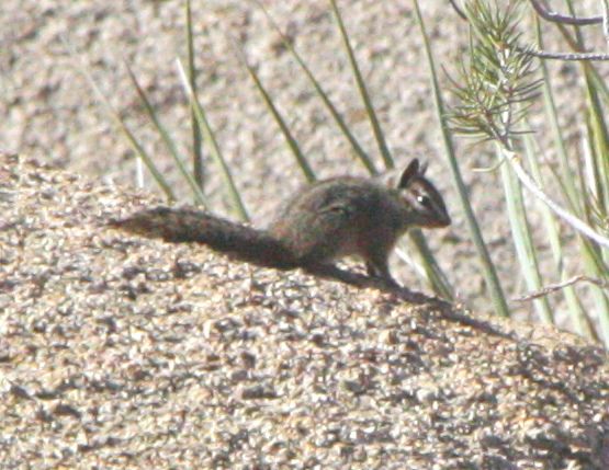 File:California Chipmunk (Tamias obscurus) (8567007633).jpg